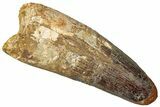 Robust Real Spinosaurus Tooth - Feeding Worn Tip #302851-1